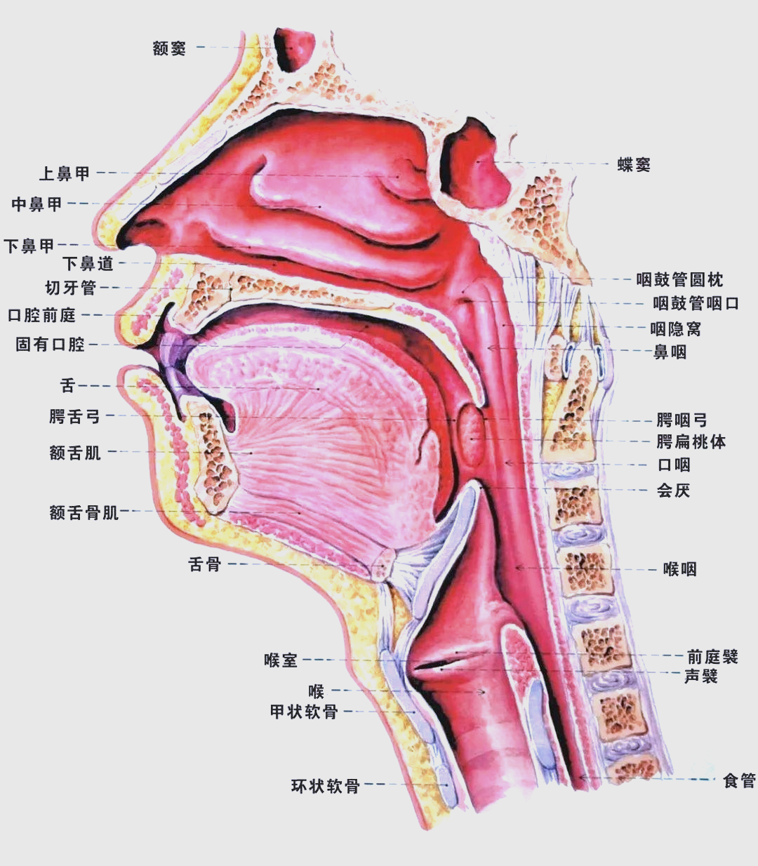 喉部结构详解:发音的关键机制