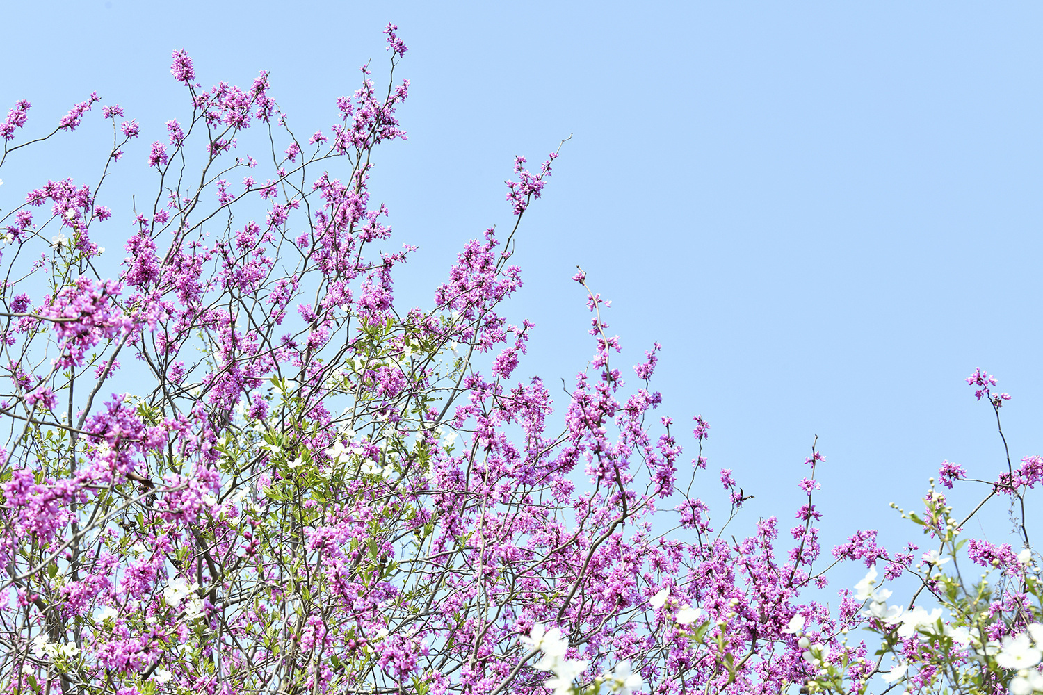 天台赤城山紫荆花图片