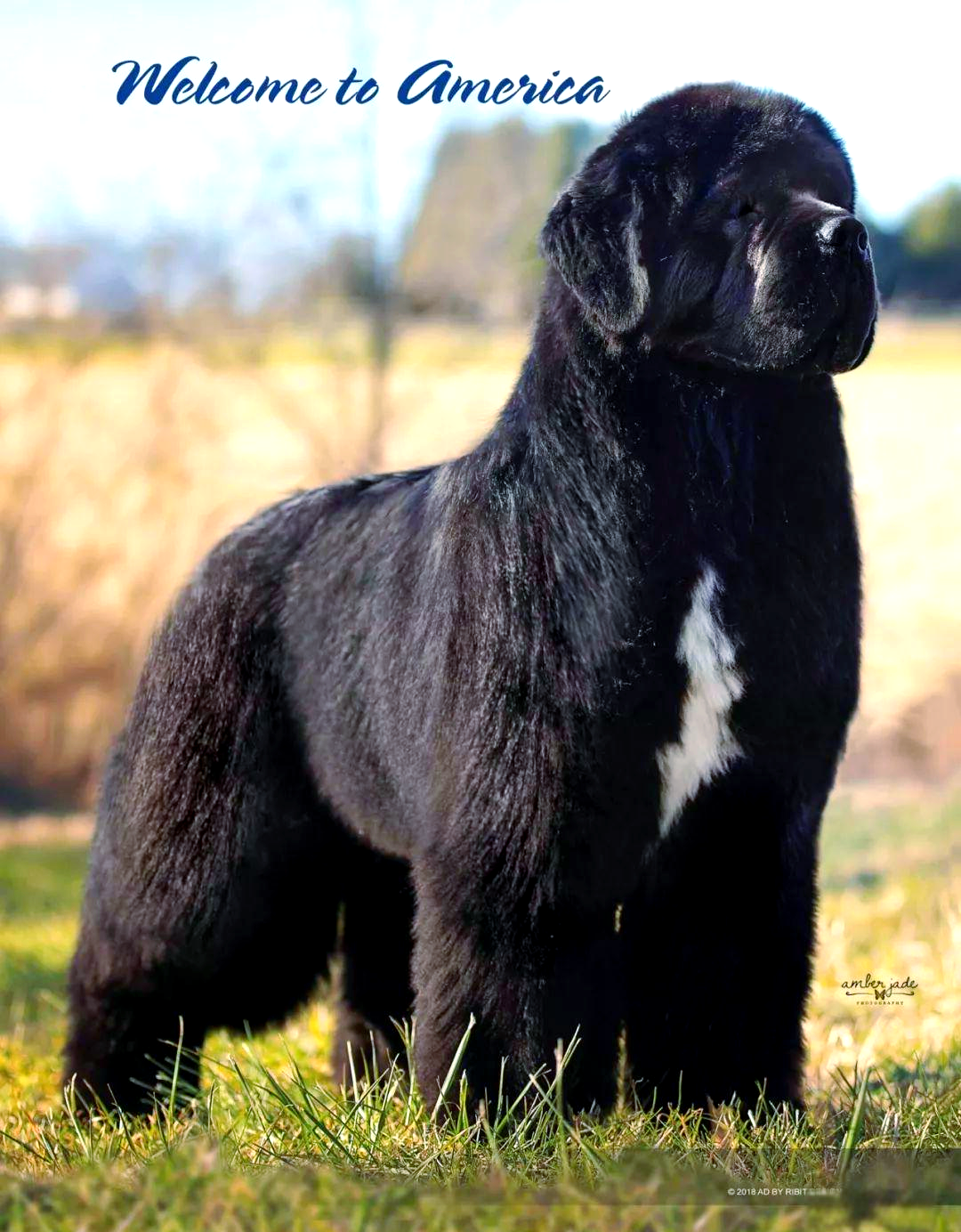 纽芬兰犬:一种温和,巨大且善于游泳的工作犬