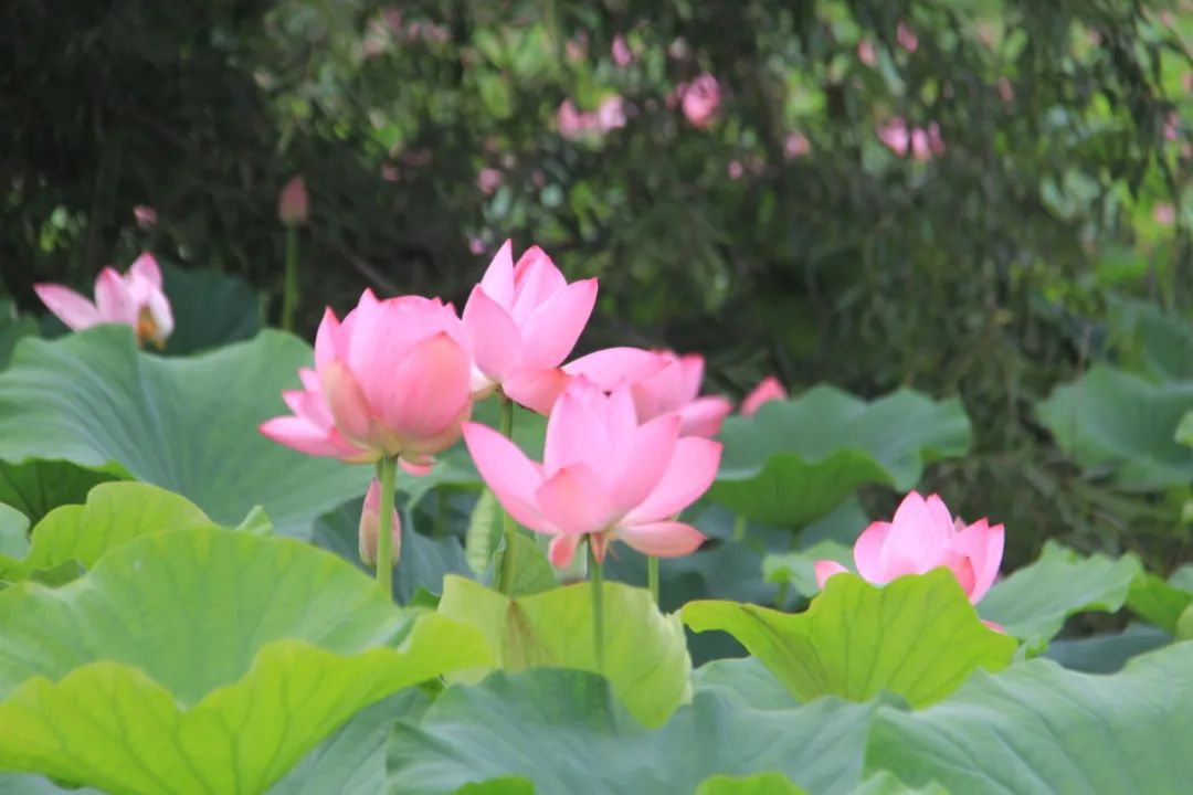 要说夏季最美的风景