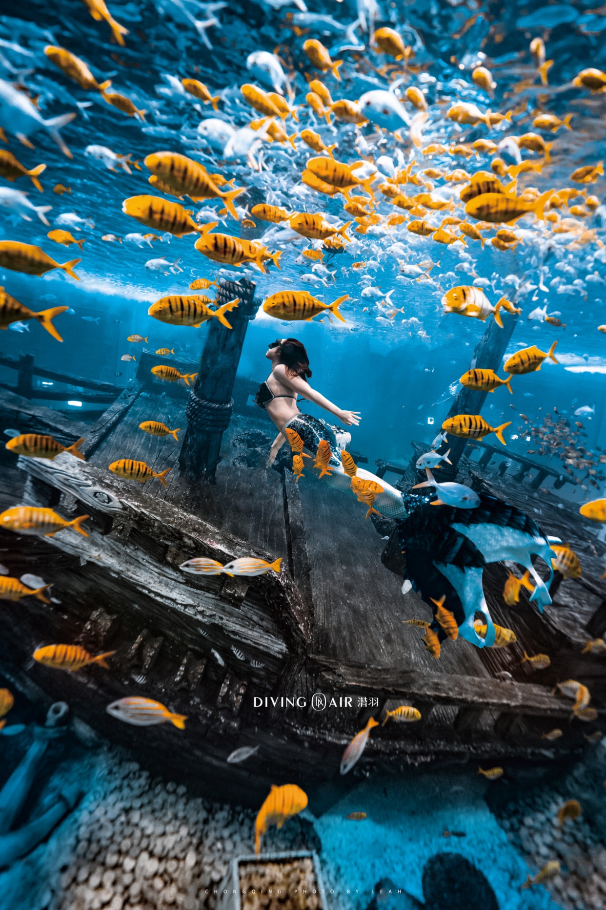 潜羽美人鱼加盟|专项提升-让世界看到东方人鱼的美