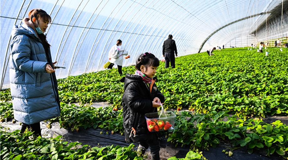 新春走基层·温暖的回响|河北省正定县塔元庄村:"争当乡村振兴的排头