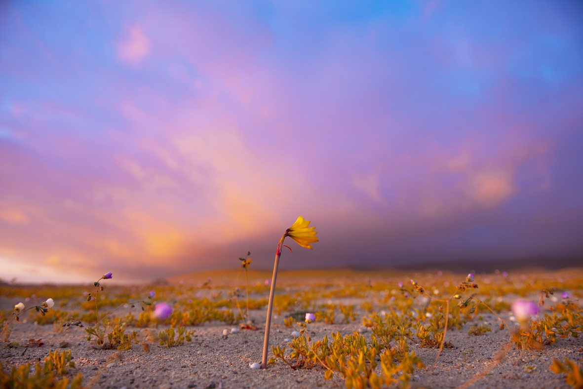 智利北部:"开花的沙漠"