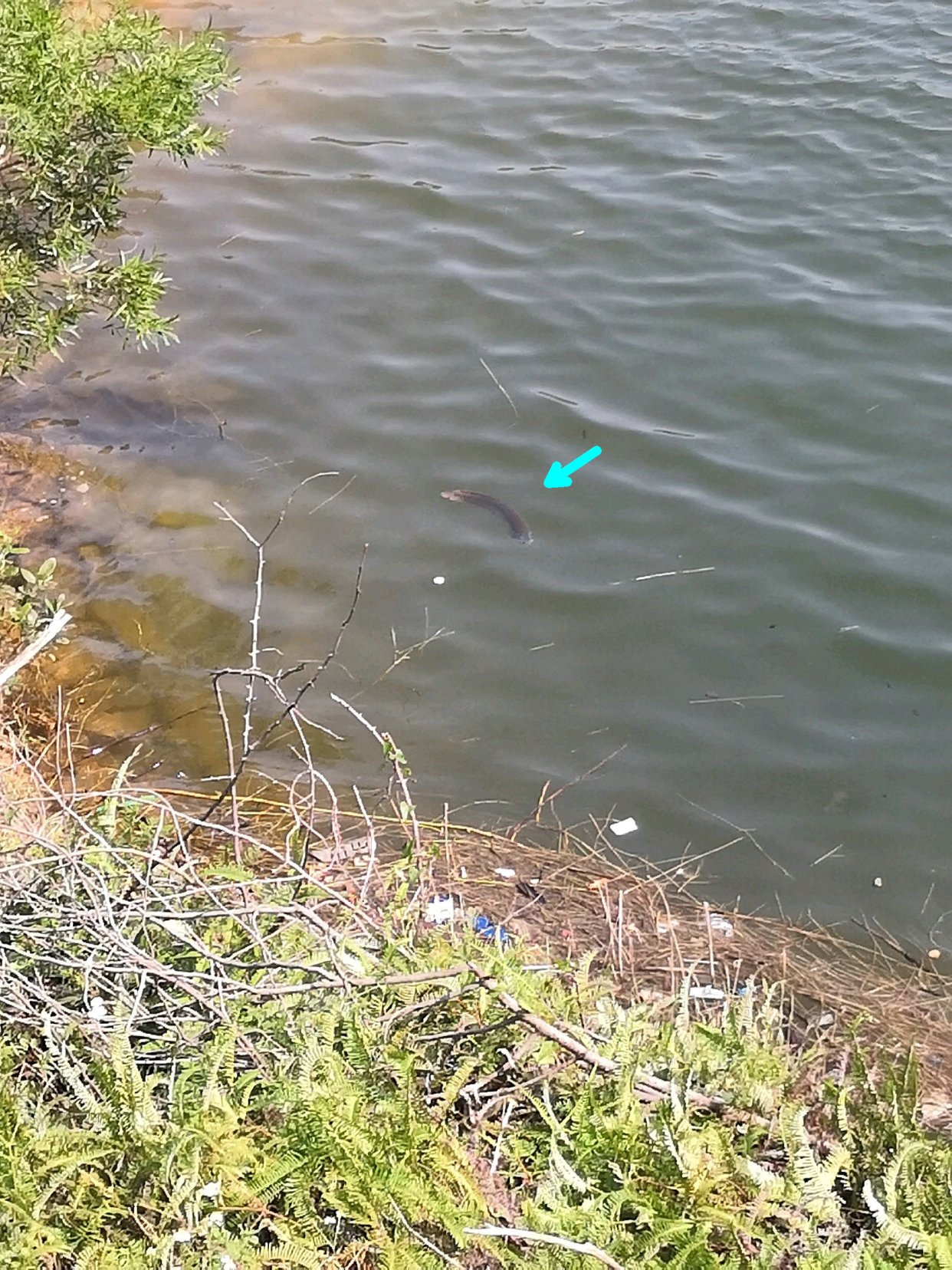 价值不菲的金龙鱼直接放生到河里?网友却吐槽:破坏生态