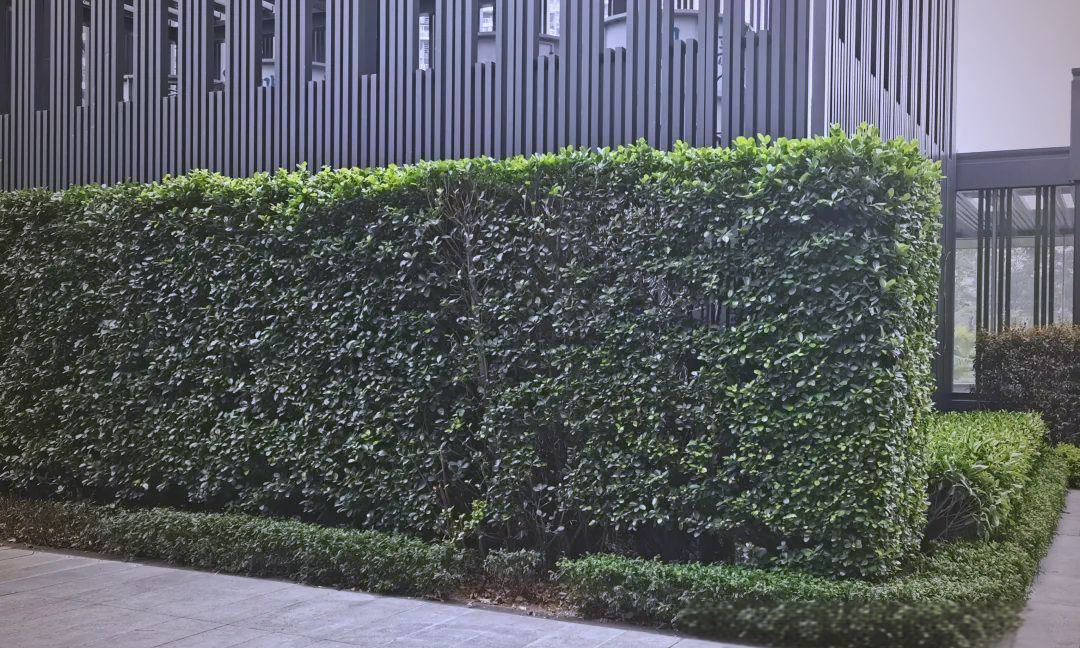 多种植物常用于绿篱墙,修剪整齐后美观大方