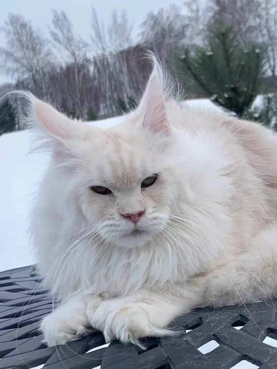 盘点那些长得像鳌拜的猫咪