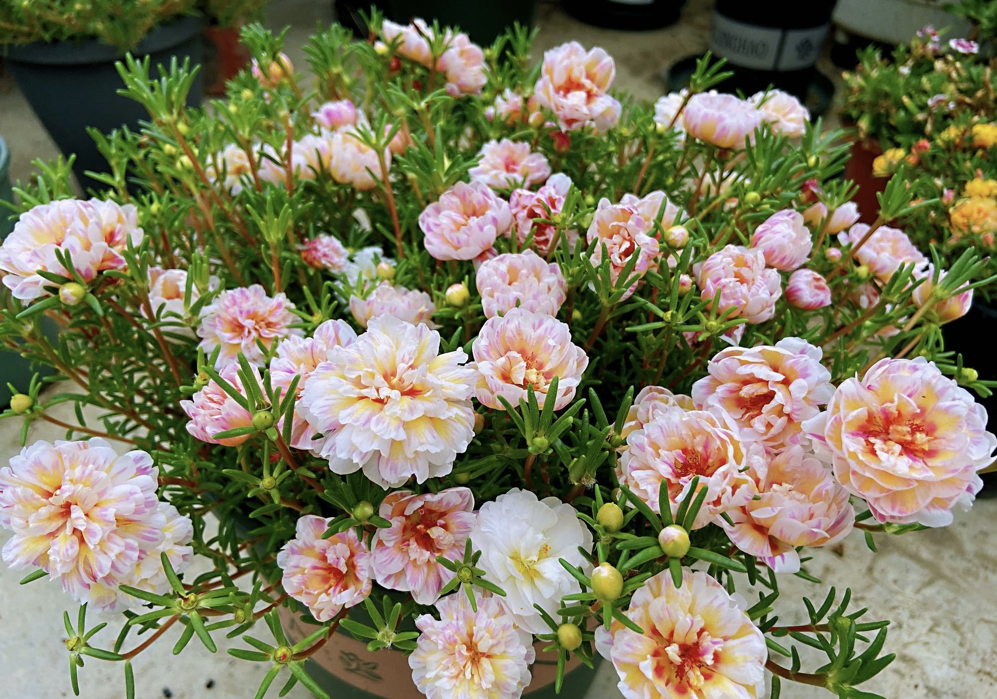 重瓣太阳花"西域粉",美丽又好养,夏季也爆盆,三季能赏花