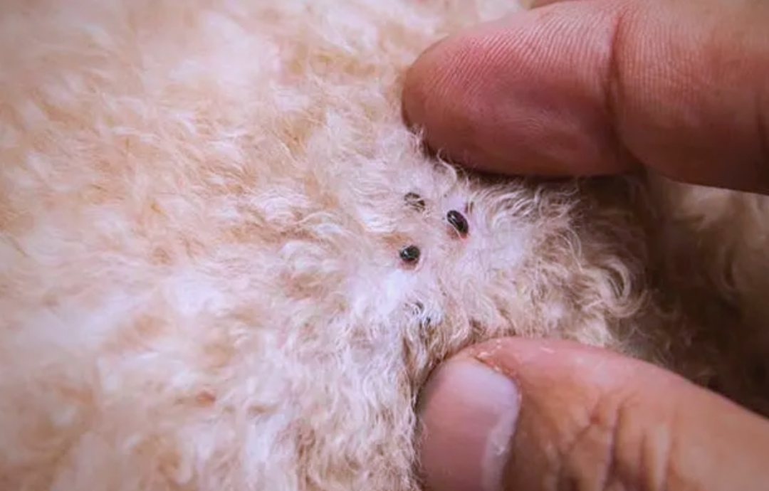 狗狗跳蚤治疗与预防全攻略,保护家庭健康