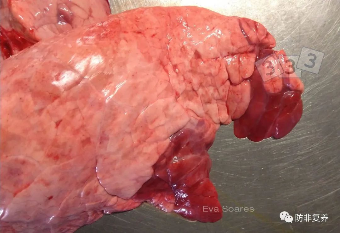 「猪病问答」根据这头猪肺的解剖症状,判断是什么病?