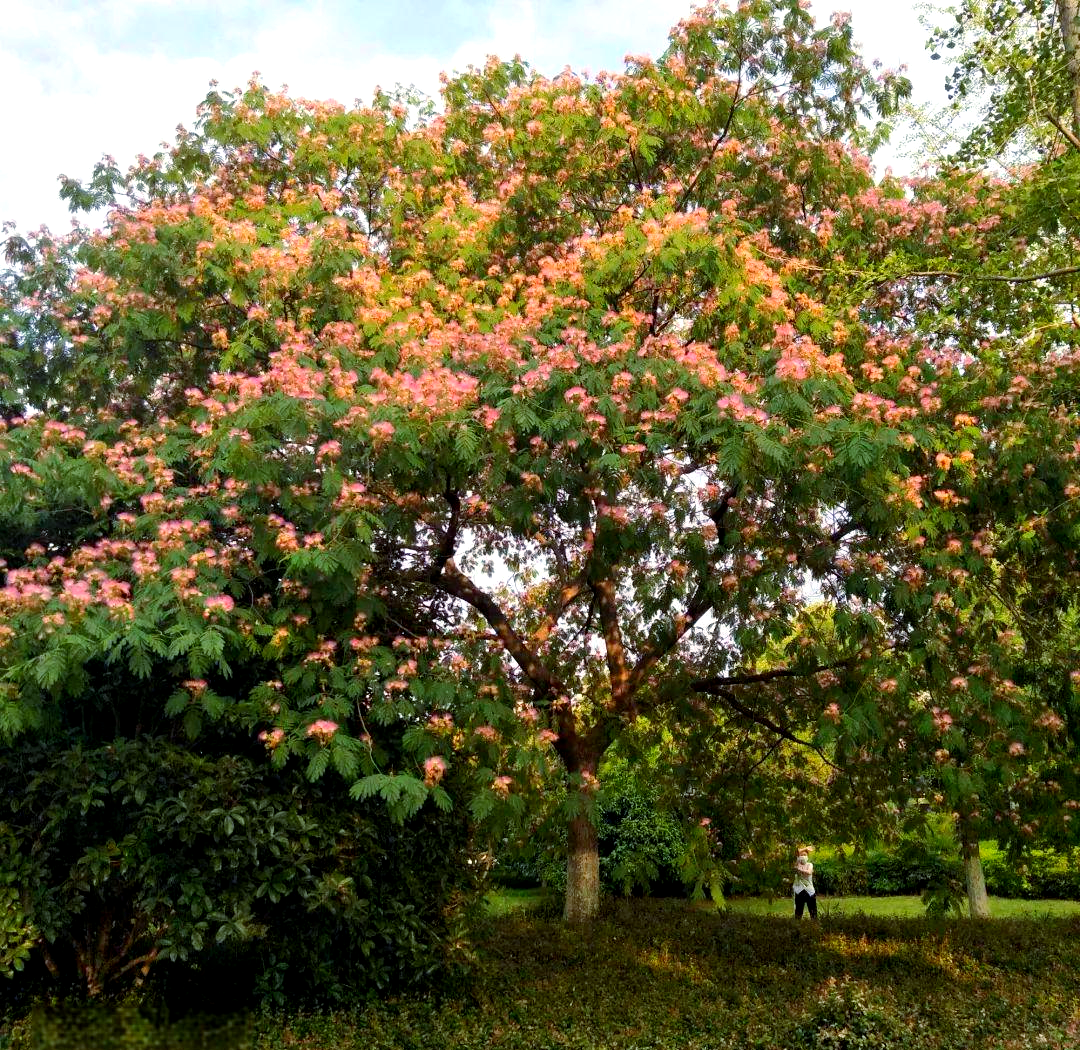 路边绿化树大揭秘,这些树种你了解多少