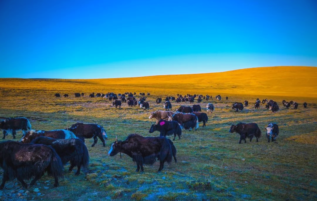 高清美图欣赏:探秘青藏高原的牦牛魅力