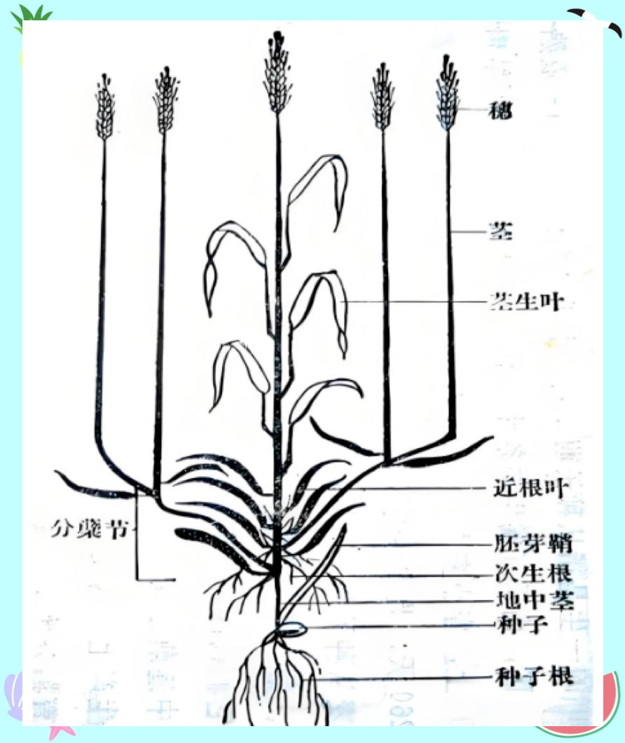 聚智科普:探索小麦的"器官"世界