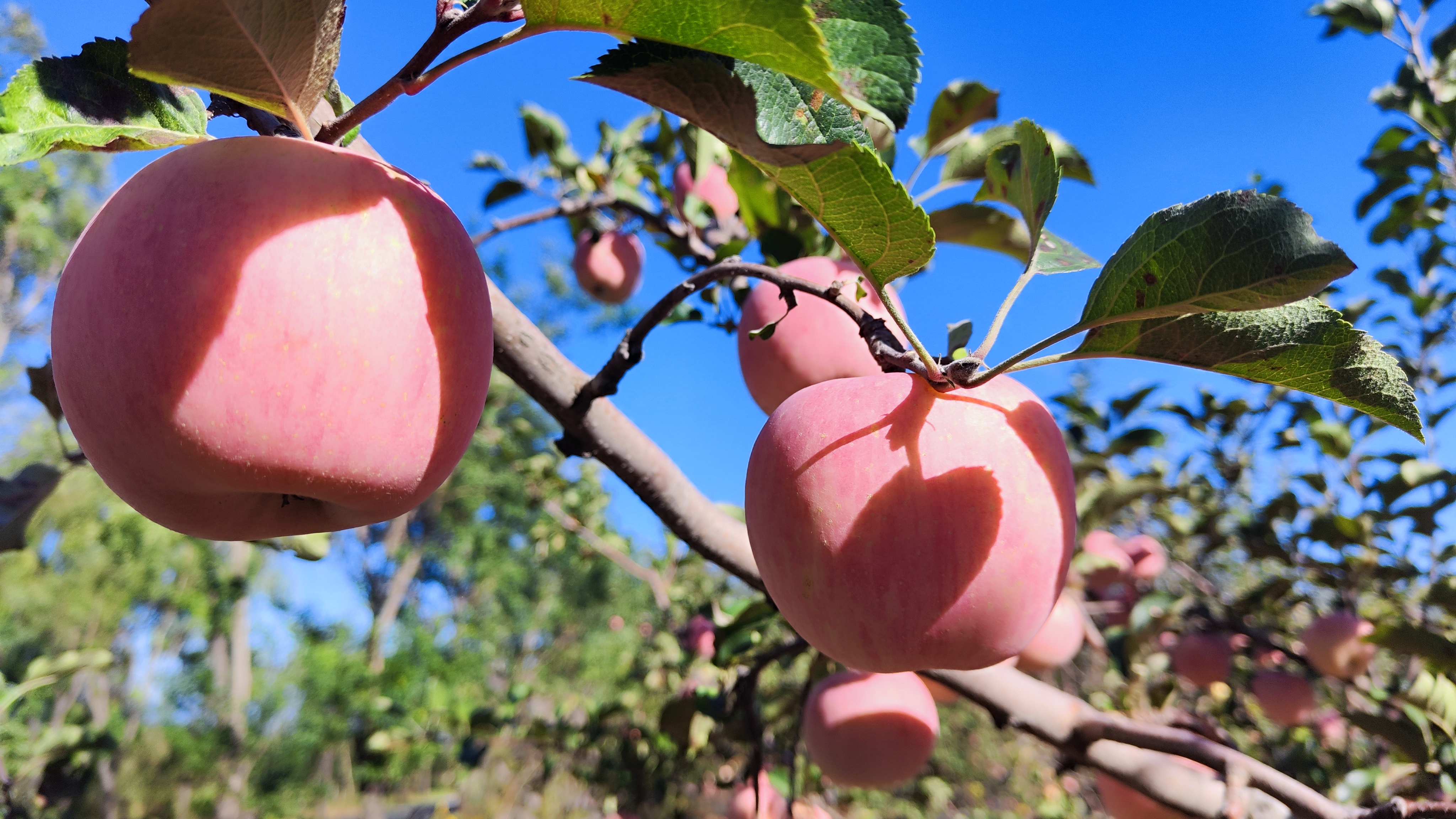 陕西宜川生态环境持续向好,苹果成为百姓"致富果"