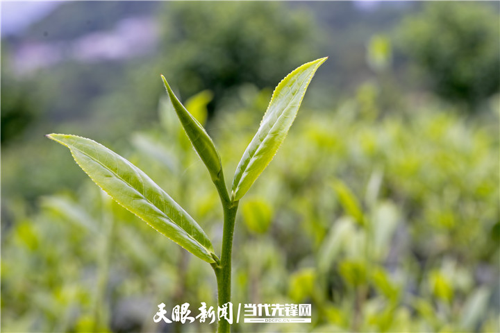 品种正本清源!贵州省茶叶研究所助力黔茶飘香