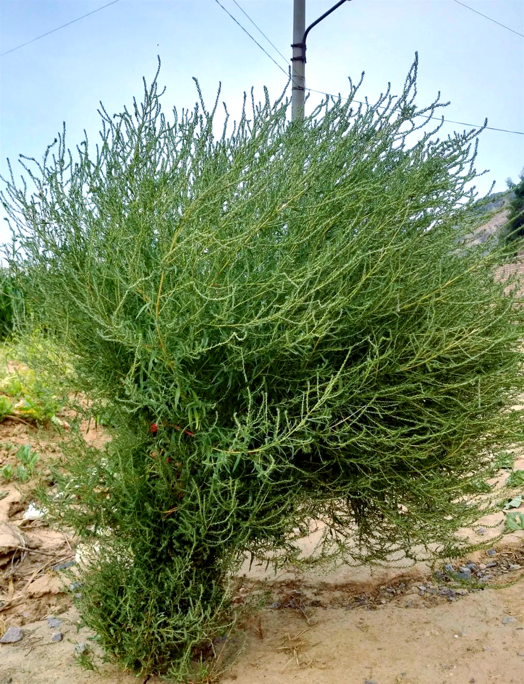 扫帚苗:一种被忽视的野菜宝藏