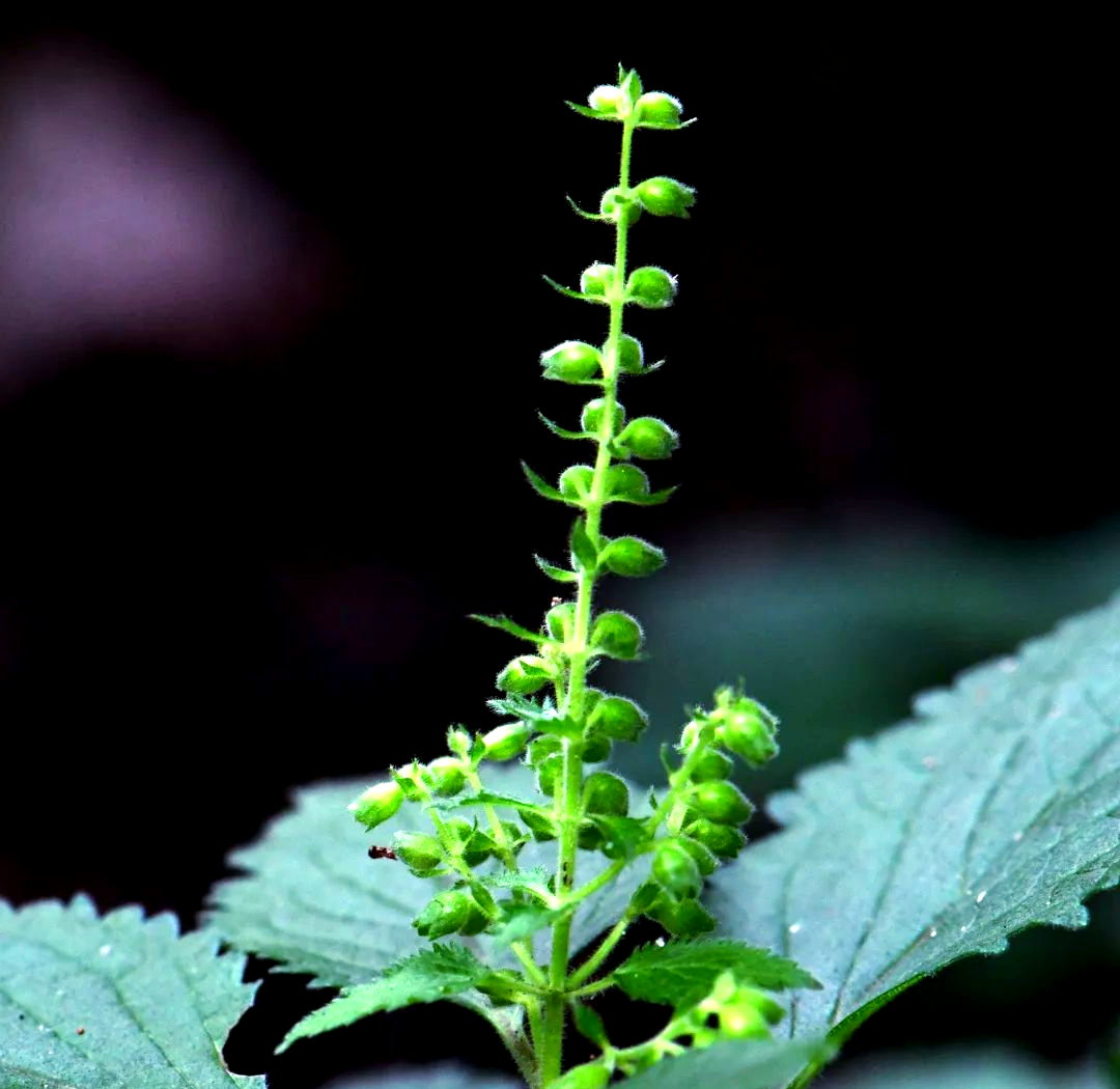 昆嵛山物种日历 214|探秘山地林下的多年生草本