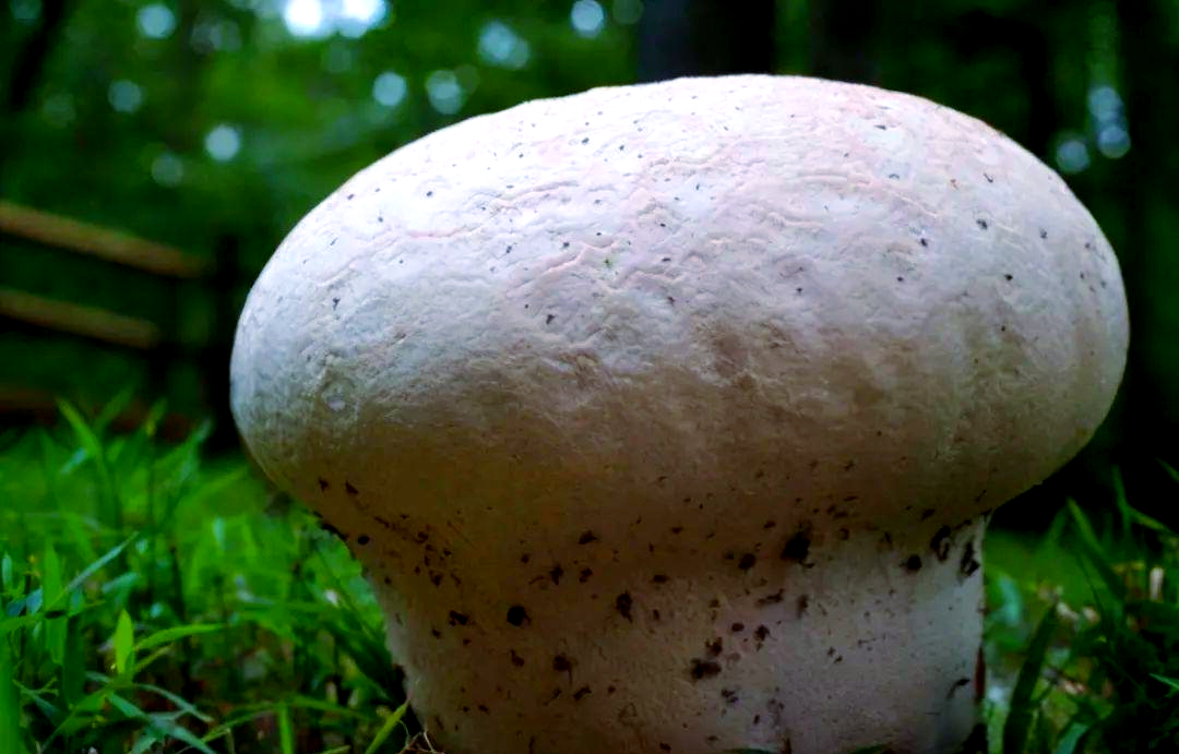 农村的"面包"菌类,过去是孩子们的玩具,如今却成了珍品