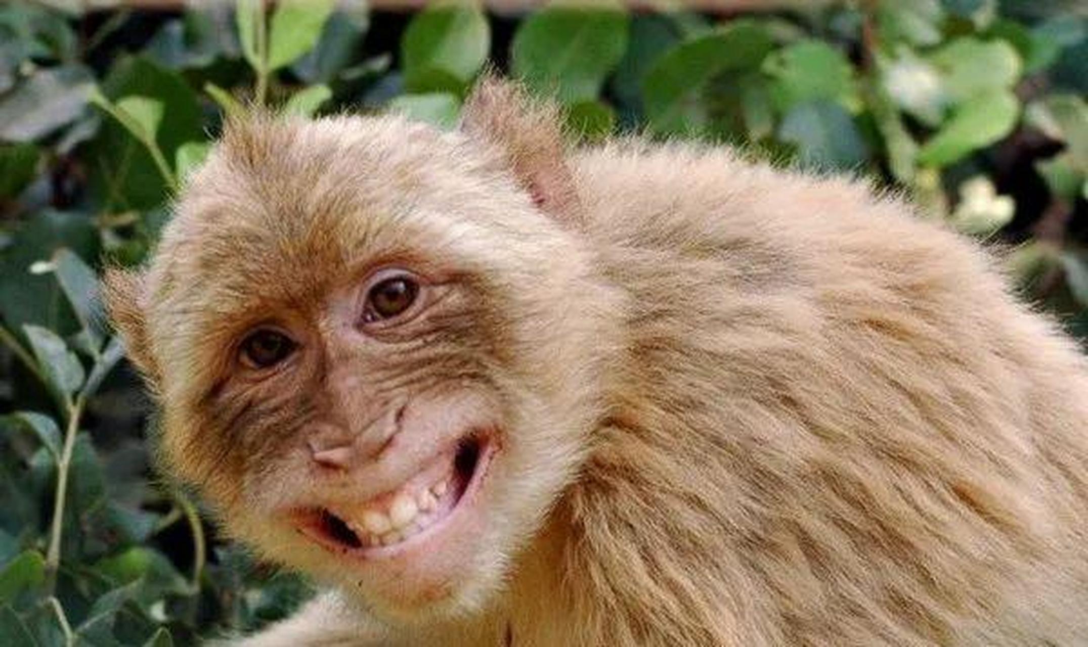 这是猴 ↓↓↓ 这是金丝猴 ↓↓↓ △从左至右