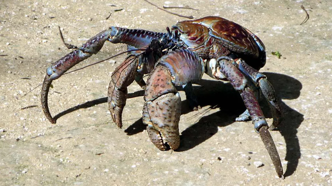 世界上最大的陆生蟹,能够掰开椰子,却成为人类餐桌上挣扎的美食