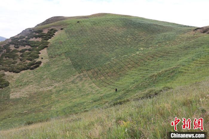 "高山柳沙障"见证四川阿坝草原沙化治理变迁