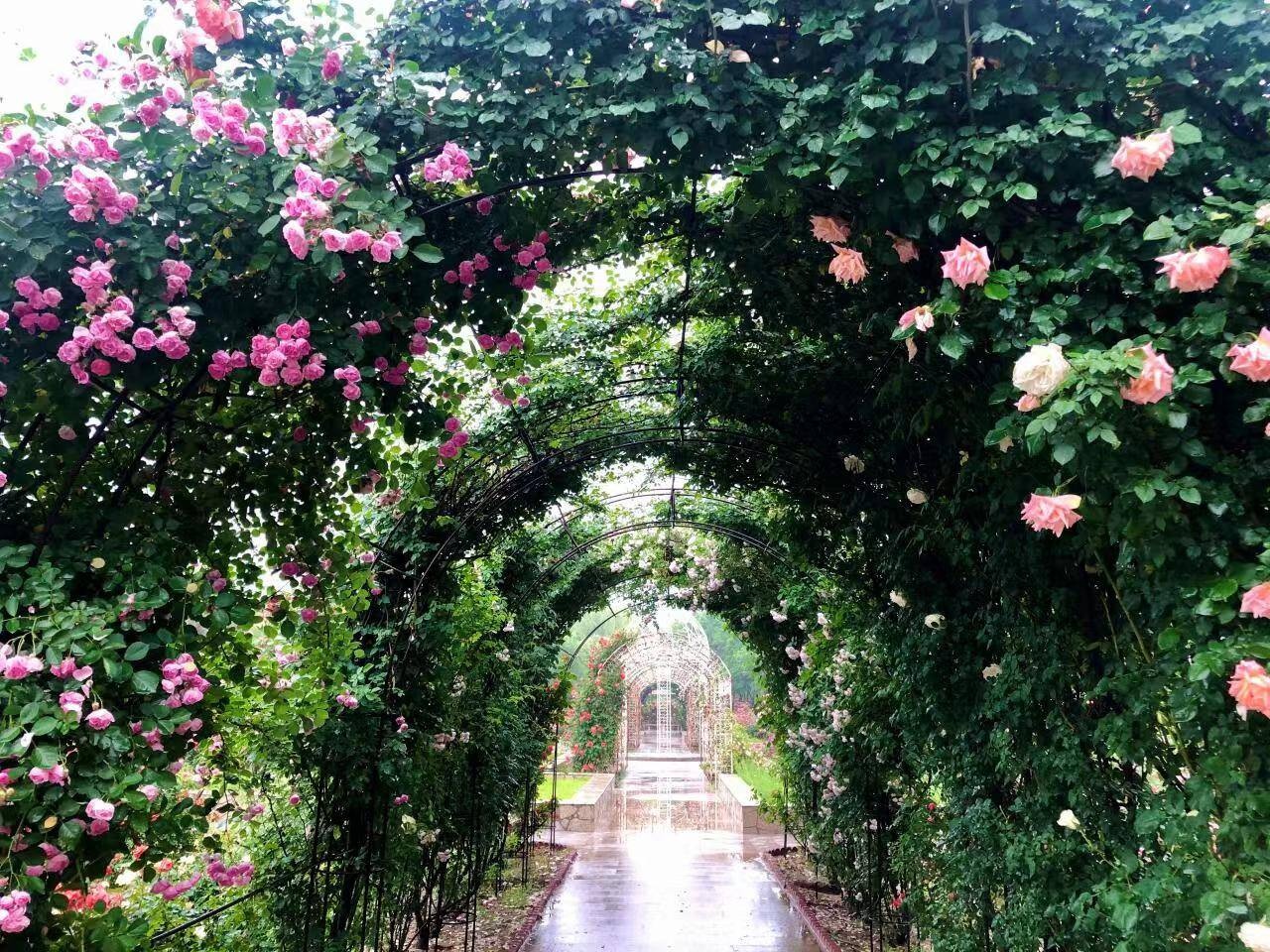 石家庄植物园20万株月季花开成海,美爆初夏