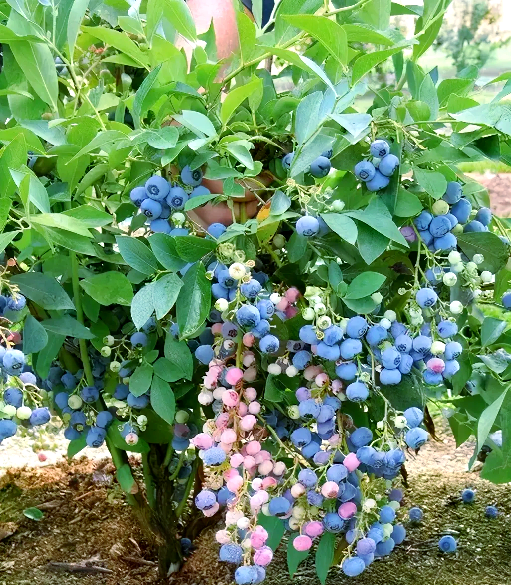 阳台种植蓝莓,轻松培育,果实丰富营养高