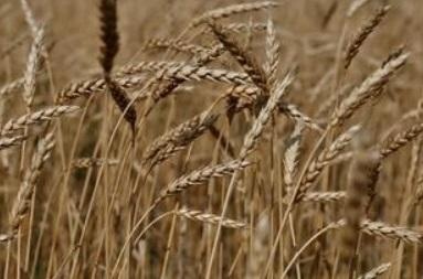 阿根廷批准转基因小麦 农业界担忧出口受损