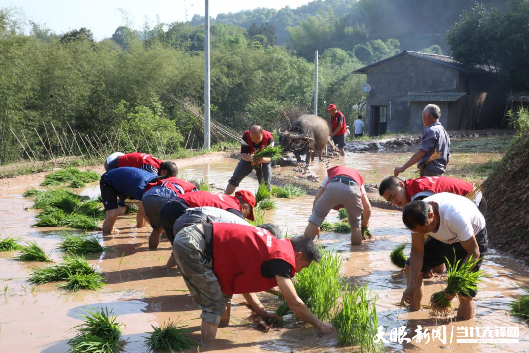 赤水市白云乡:春耕一线党旗飘