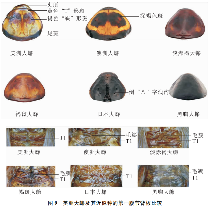 美洲大蠊抗癌效果图片