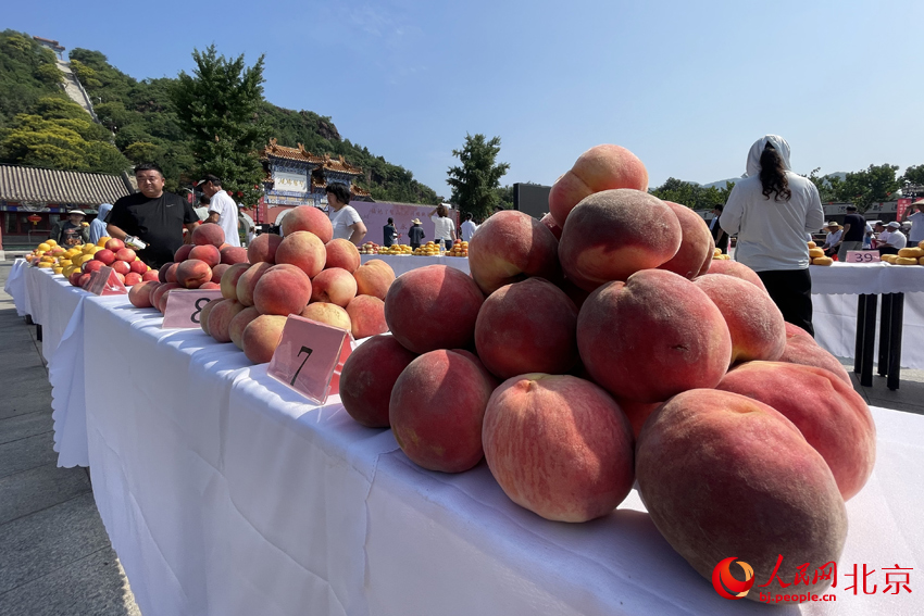 组图:北京平谷举办第八届丫髻山蟠桃会 优质大桃来打擂
