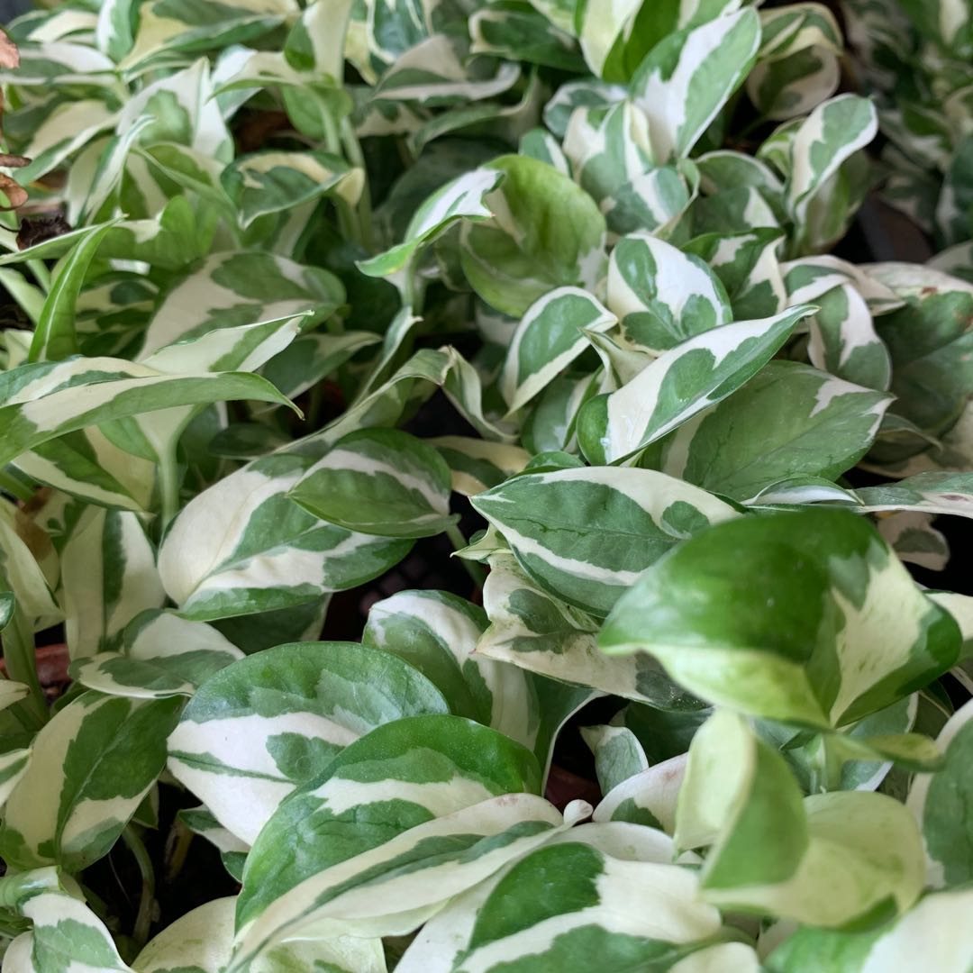 高颜值品种,白金葛不会让你失望