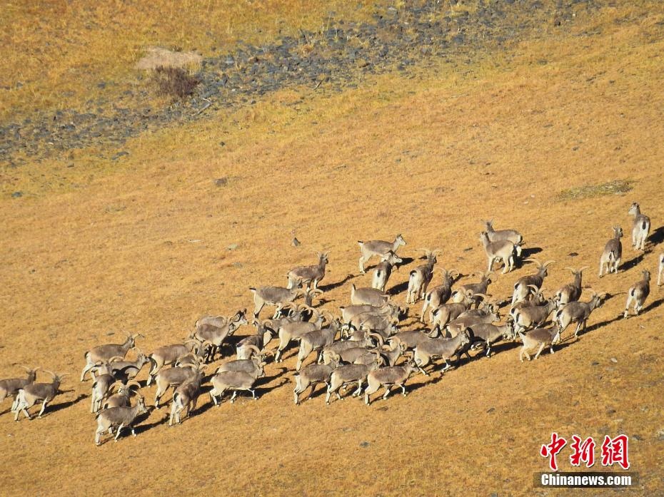 "高原野生动物王国"三江源动物成群