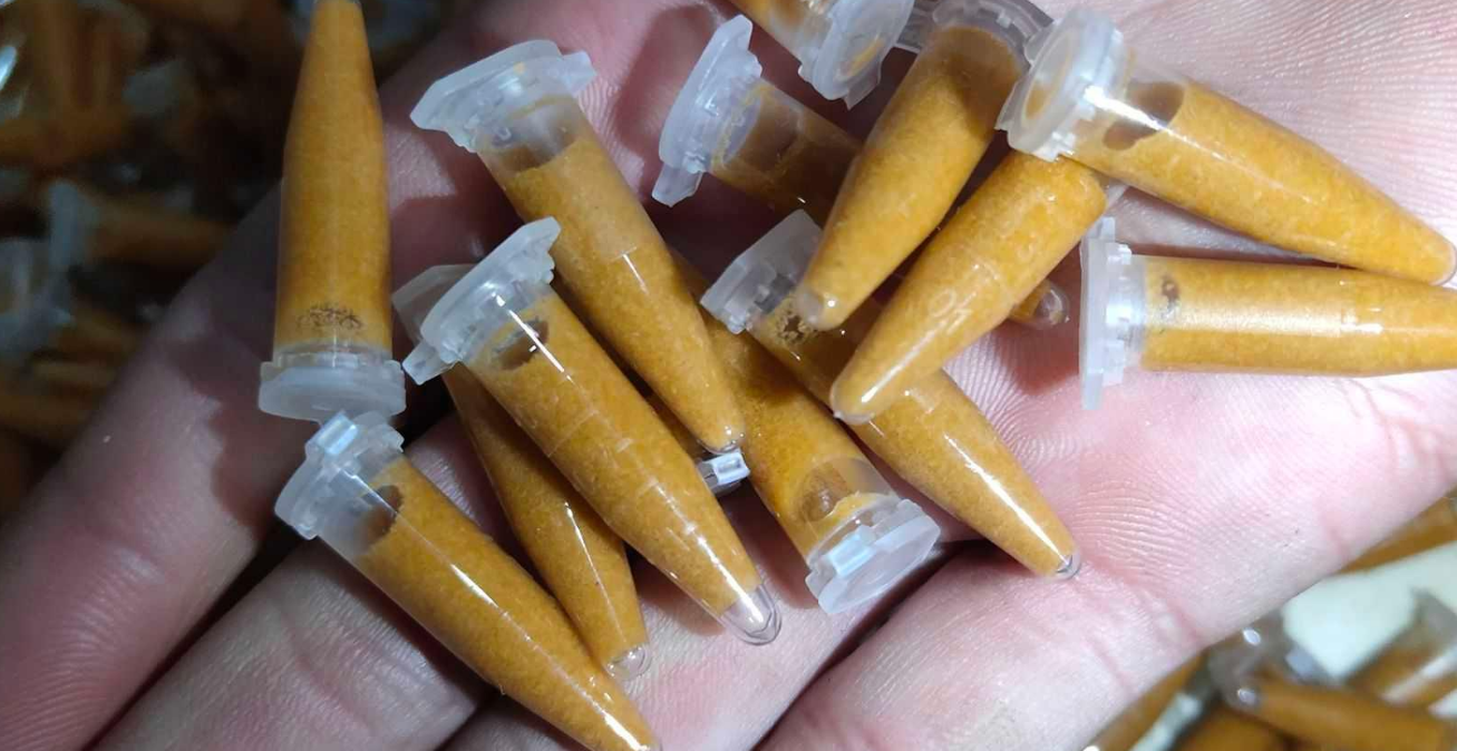 丰年虾怎么养殖和繁殖