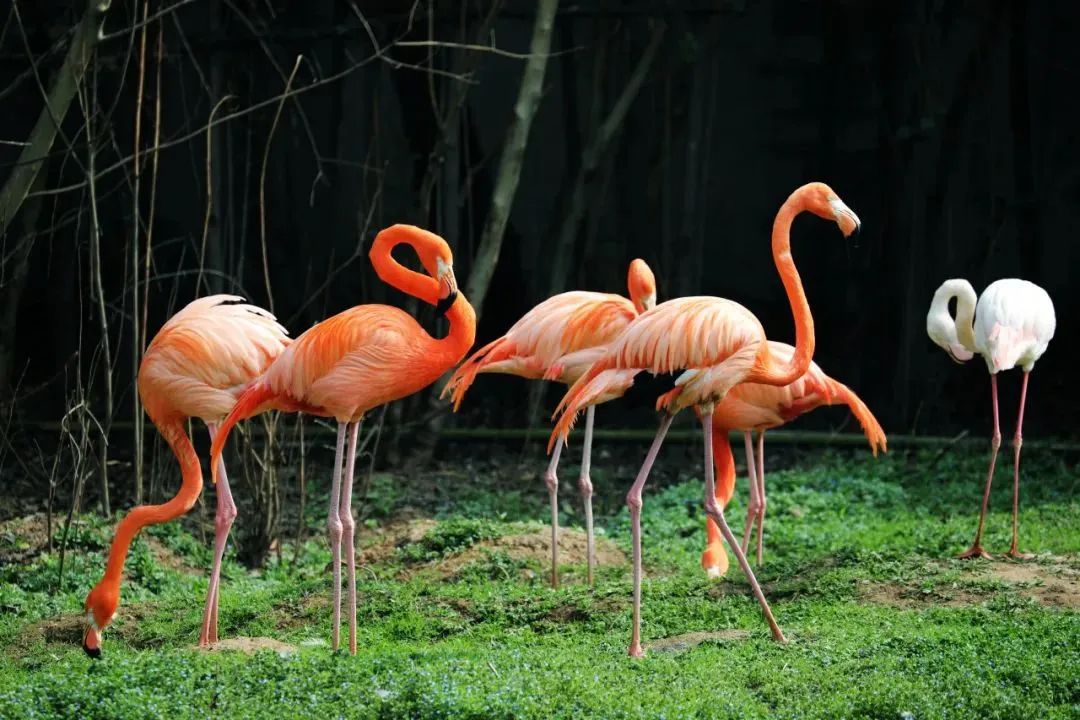 萌宝亮相!秦岭野生动物园上新!
