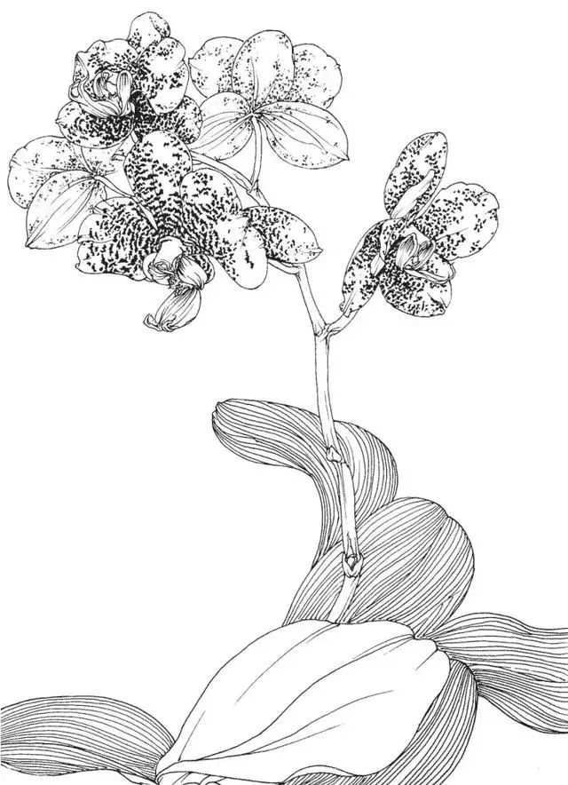 蝴蝶兰的写意画法与白描写生步骤