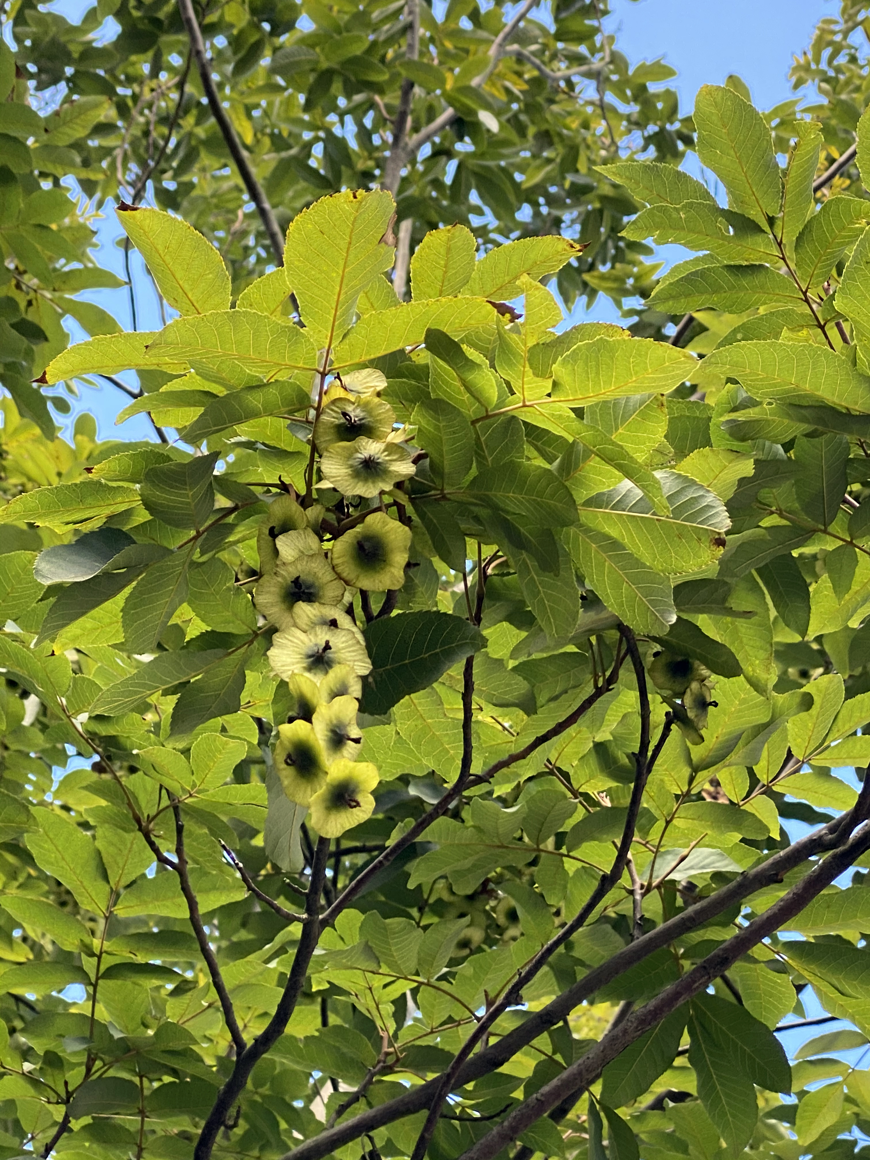 来了,我们来了 作者:文燕