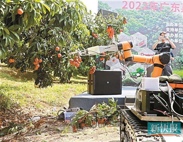 机器人帮你摘荔枝