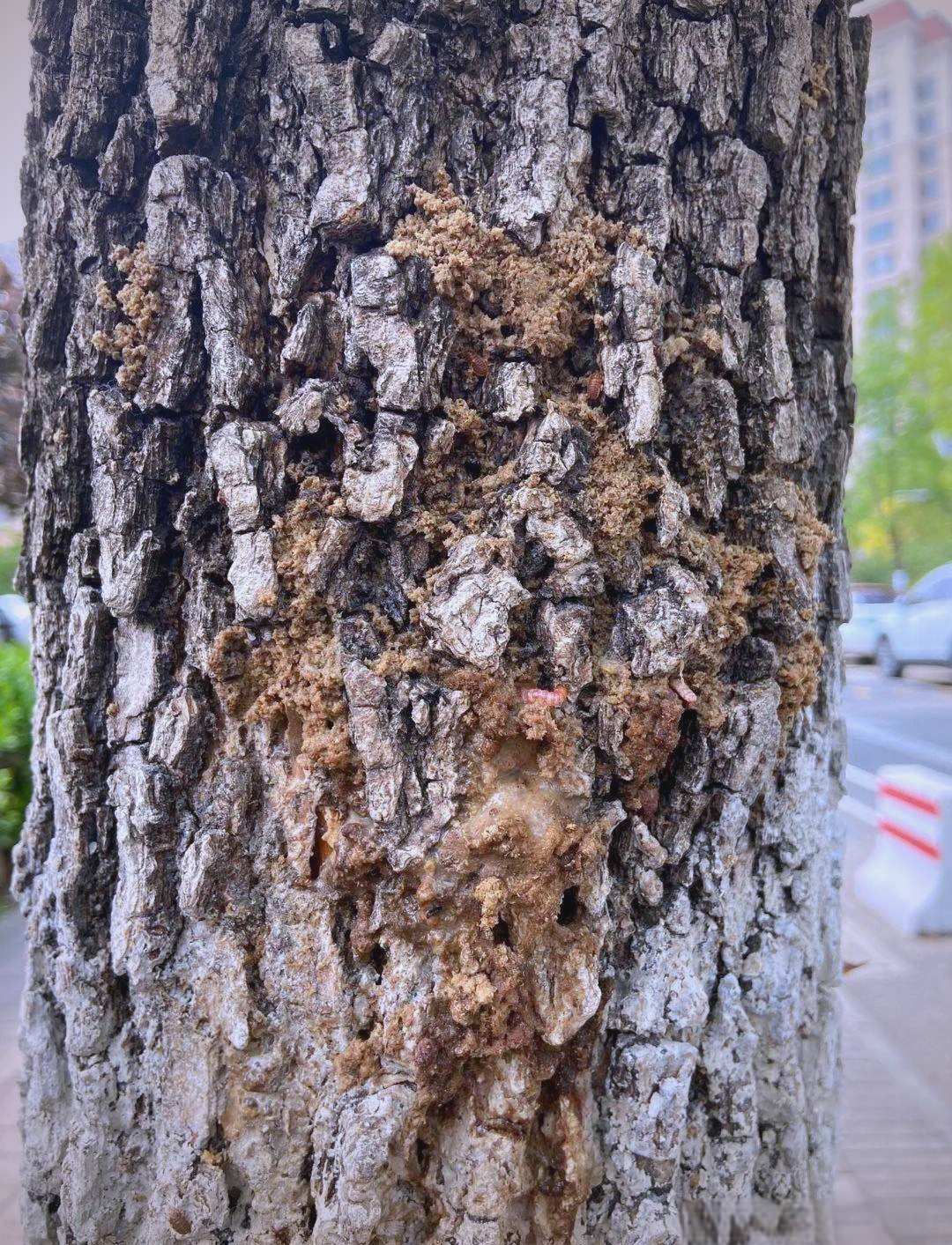 园林害虫大揭秘:如何防治钻蛀性害虫