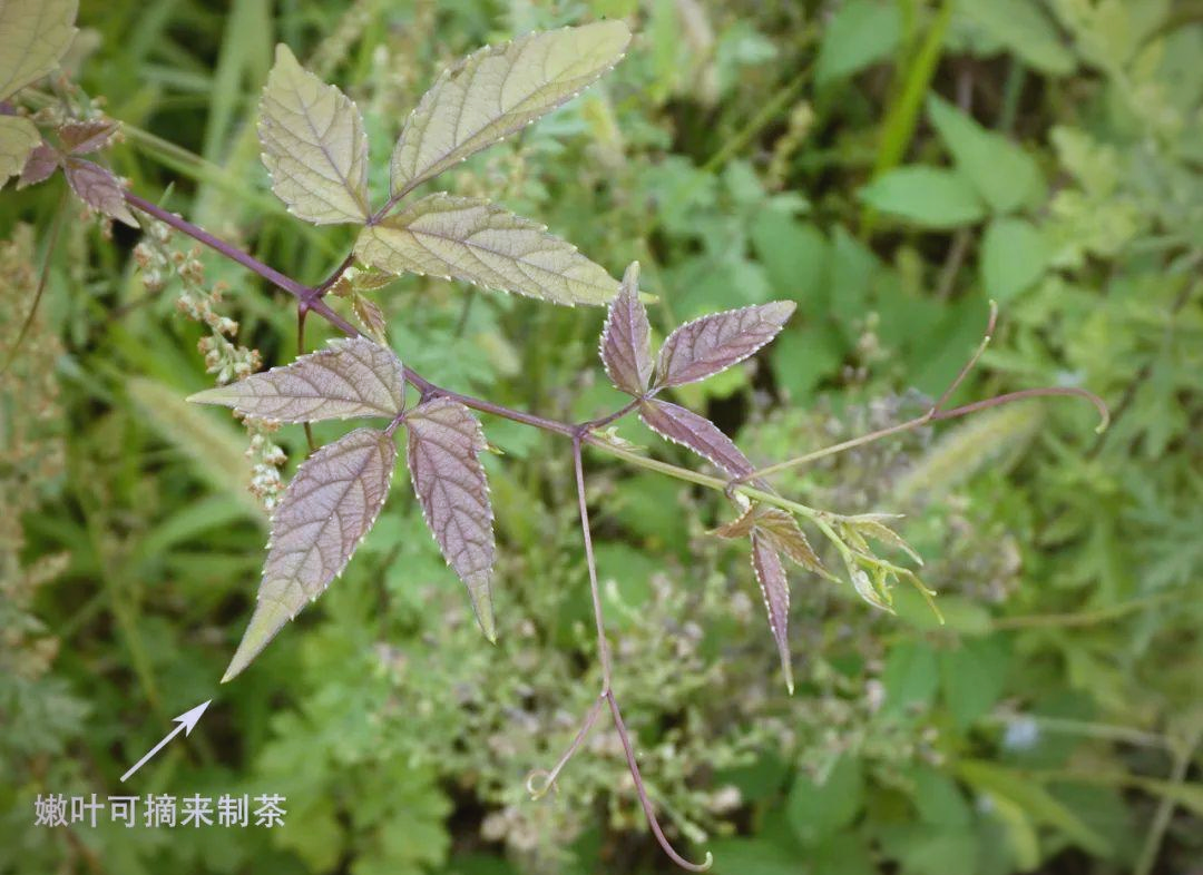 别称:三裂叶蛇葡萄,赤木通特性:味道辛香,性平无毒,其果实酸涩,并不