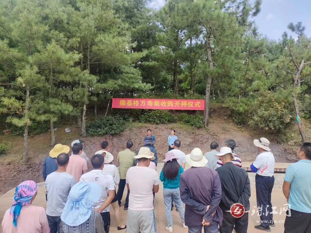 麒麟區東山鎮:千畝萬壽菊鋪就