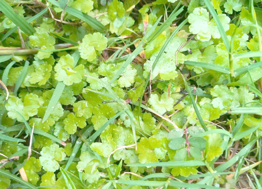 中药材铺地锦的多样性与广泛用途