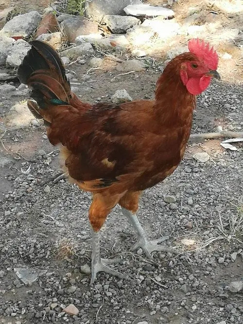 农科视窗(29)|住在树杈上的鸡——漫谈熟悉而又陌生的鸡家