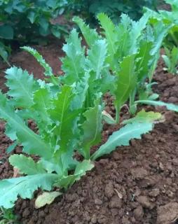 种植罂粟当"菜"吃 ,被瓮安警方依法查处!