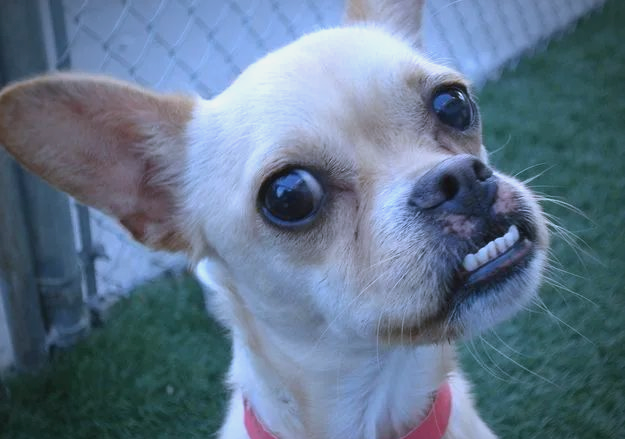 地包天狗的特别魅力:恰似知心老友,引人惦记与心疼