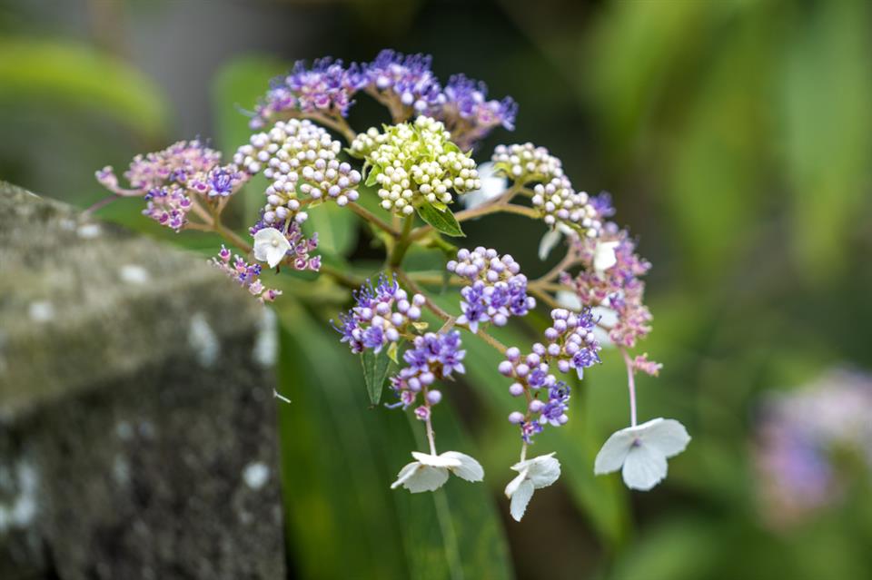 初秋的蜡莲绣球