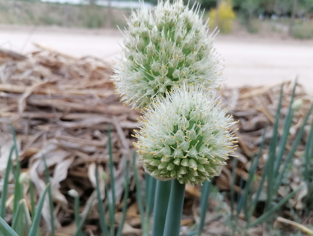 大葱长出花苞怎么办