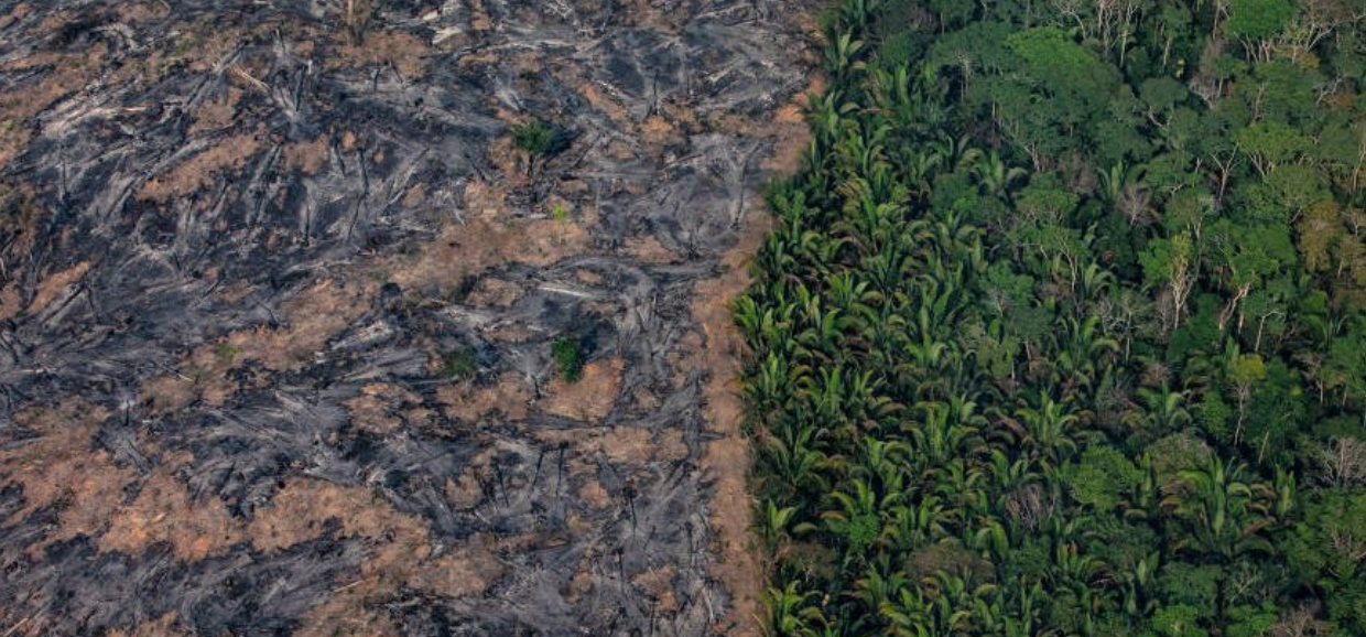 热带雨林遇到的险情图片