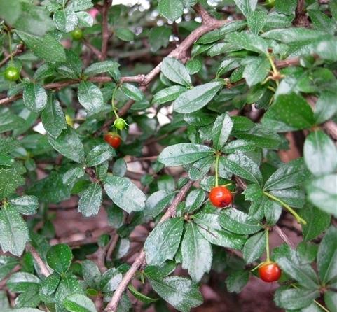 白花紅果豔如脂——基及樹