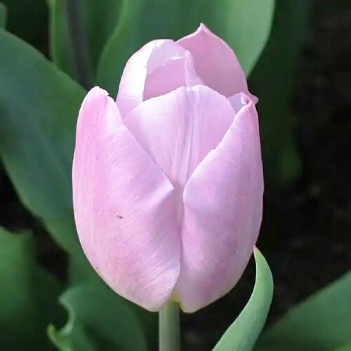 致自己的唯美句子,精致深刻,看看受益一生