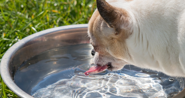 狗喝水是啥意思是什么